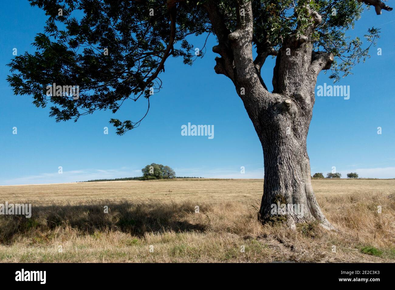 Fraxinus excelsior tree, European ash tree in land scenery Stock Photo
