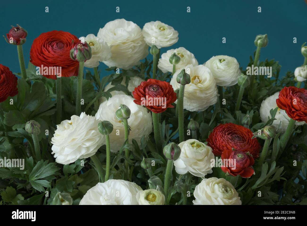 ranunculus bouquet close-up background.Spring flowers. Buttercups flower. White and red ranunculus flower bouquet on blue background. International Stock Photo