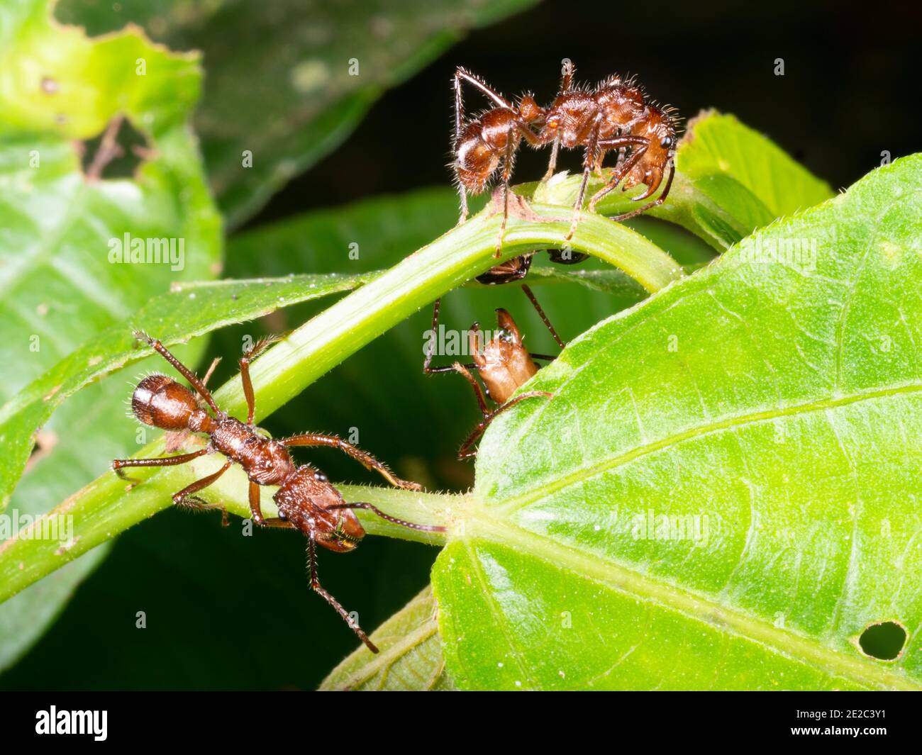 Amazonian ants (Ectatomma tuberculatum) tending plant hoppers from which they receive honeydew, Ecuador. Stock Photo
