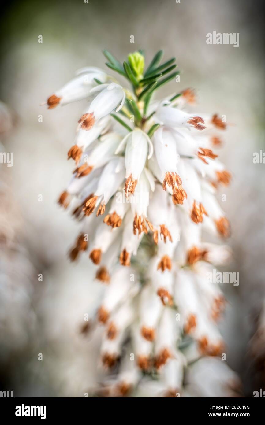 Vertical shot of blooming white erica flowers in the daytime Stock Photo
