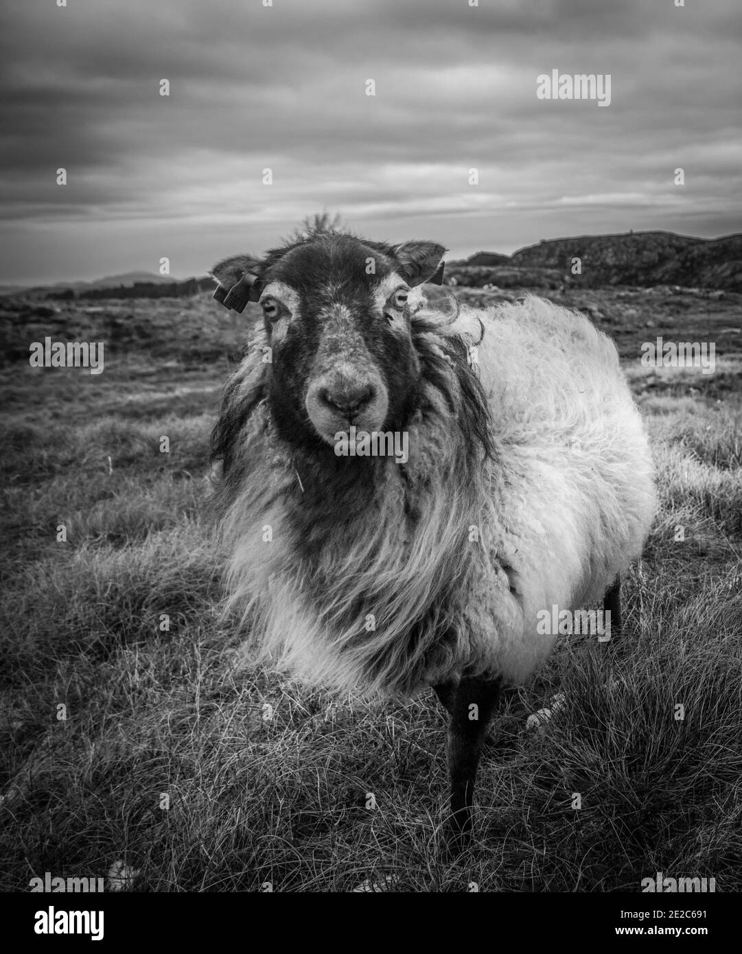 black and white sheep Stock Photo Alamy