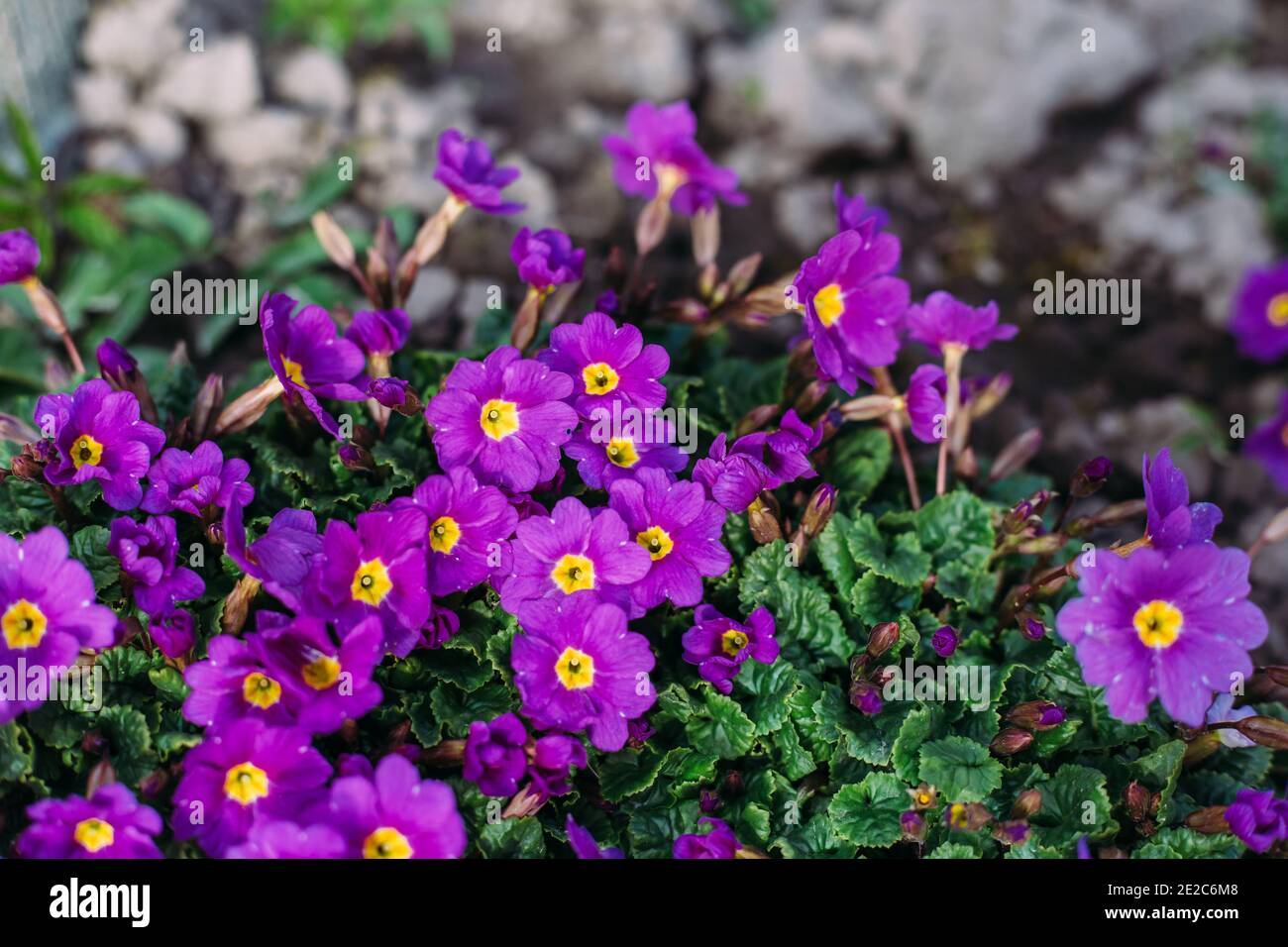 Spring Purple Flowers Perennial primrose or primula in the spring garden. Primroses in spring. The beautiful colors primrose flowers garden. Stock Photo