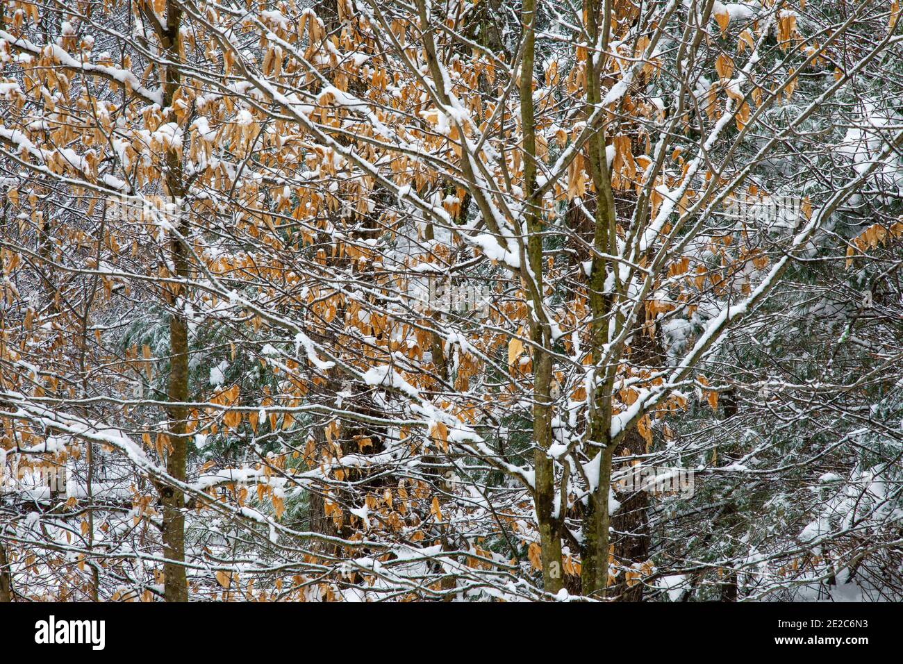 A fresh snowfall blankets the forest in the Delaware State Forest, Pennsylvania Stock Photo