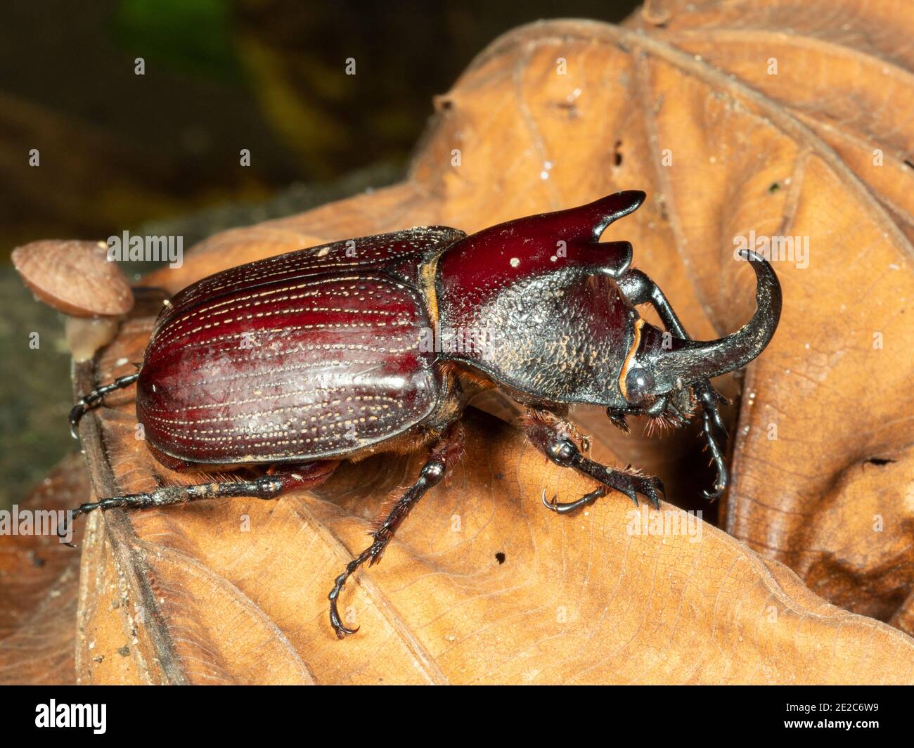 Rhinoceros Beetle (Megastoma sp.) on the rainforest floor in the Ecuadorian Amazon. Stock Photo