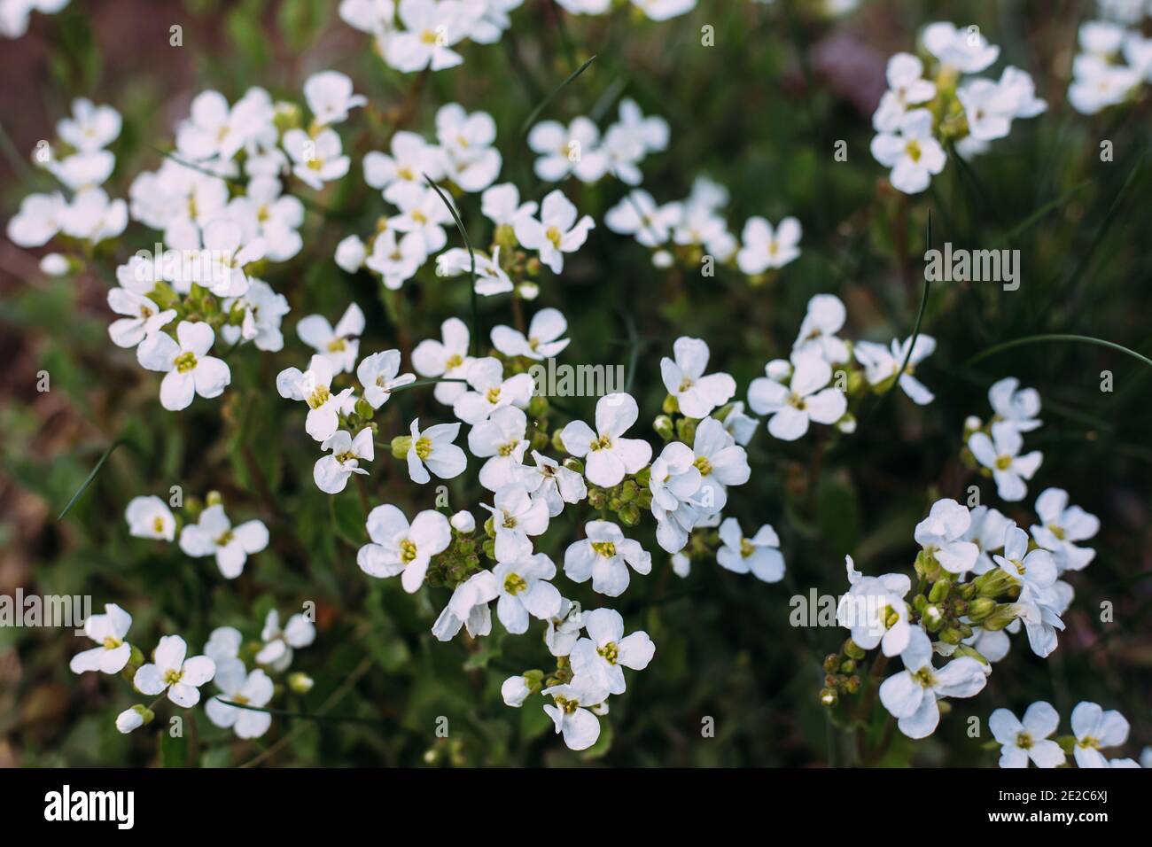 White flowers of arabis. Arabis caucasica is a species of flowering plant. Arabis in spring garden. Stock Photo