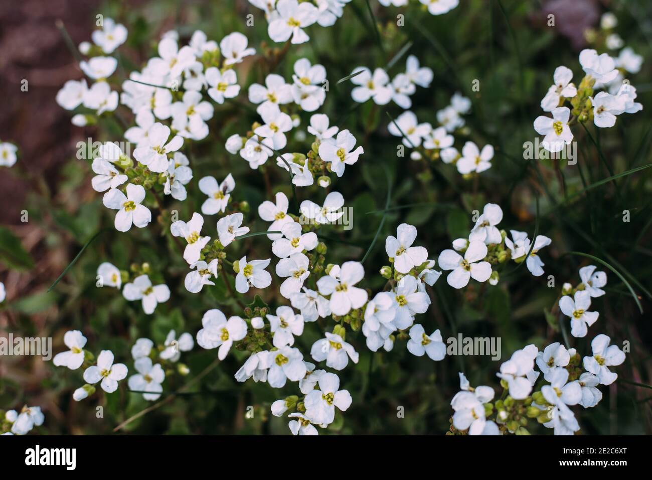 White flowers of arabis. Arabis caucasica is a species of flowering plant. Arabis in spring garden. Stock Photo