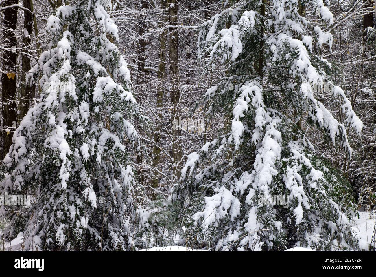 A fresh snowfall blankets the forest in the Delaware State Forest, Pennsylvania Stock Photo