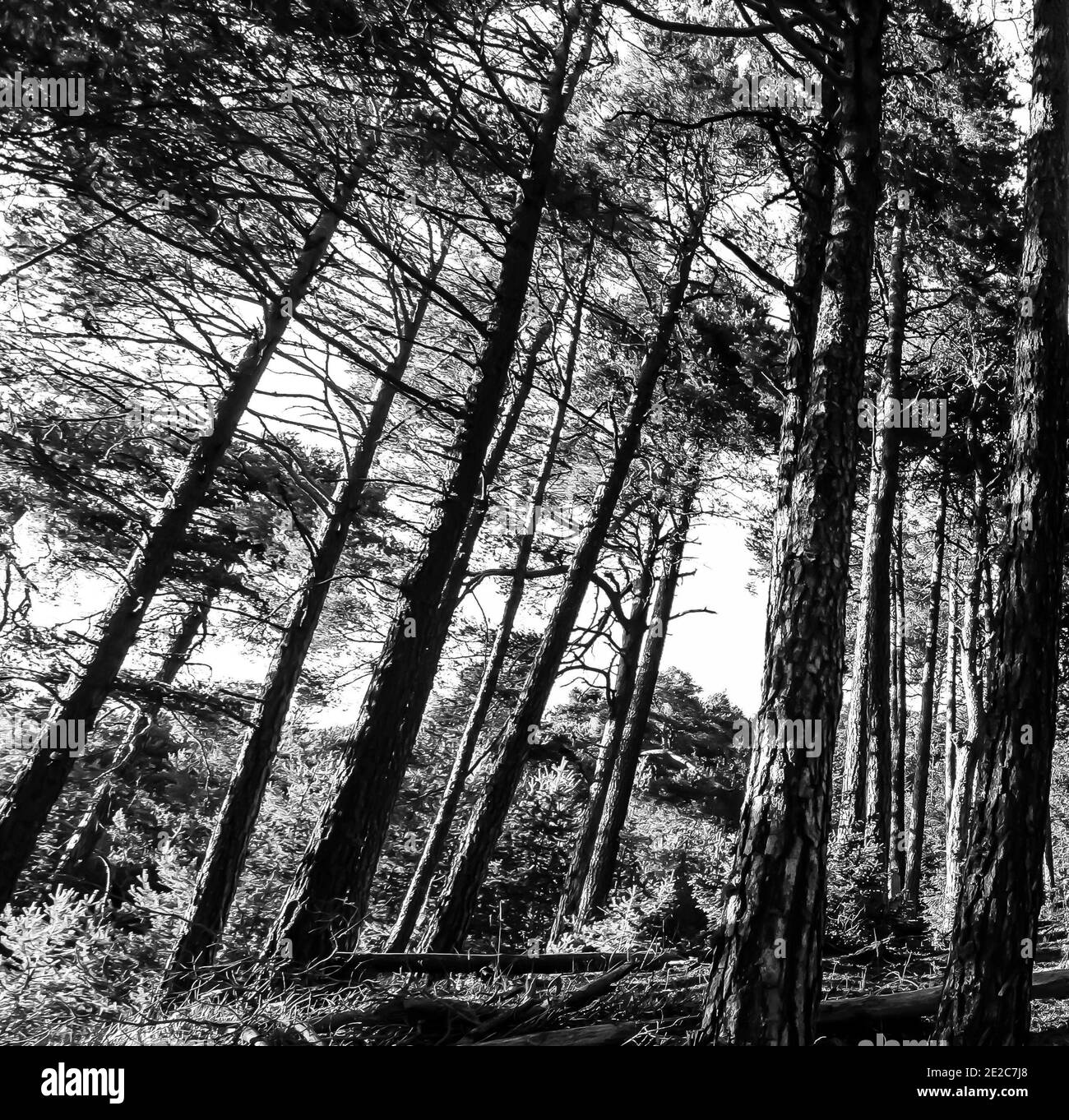White path moss Black and White Stock Photos & Images - Alamy