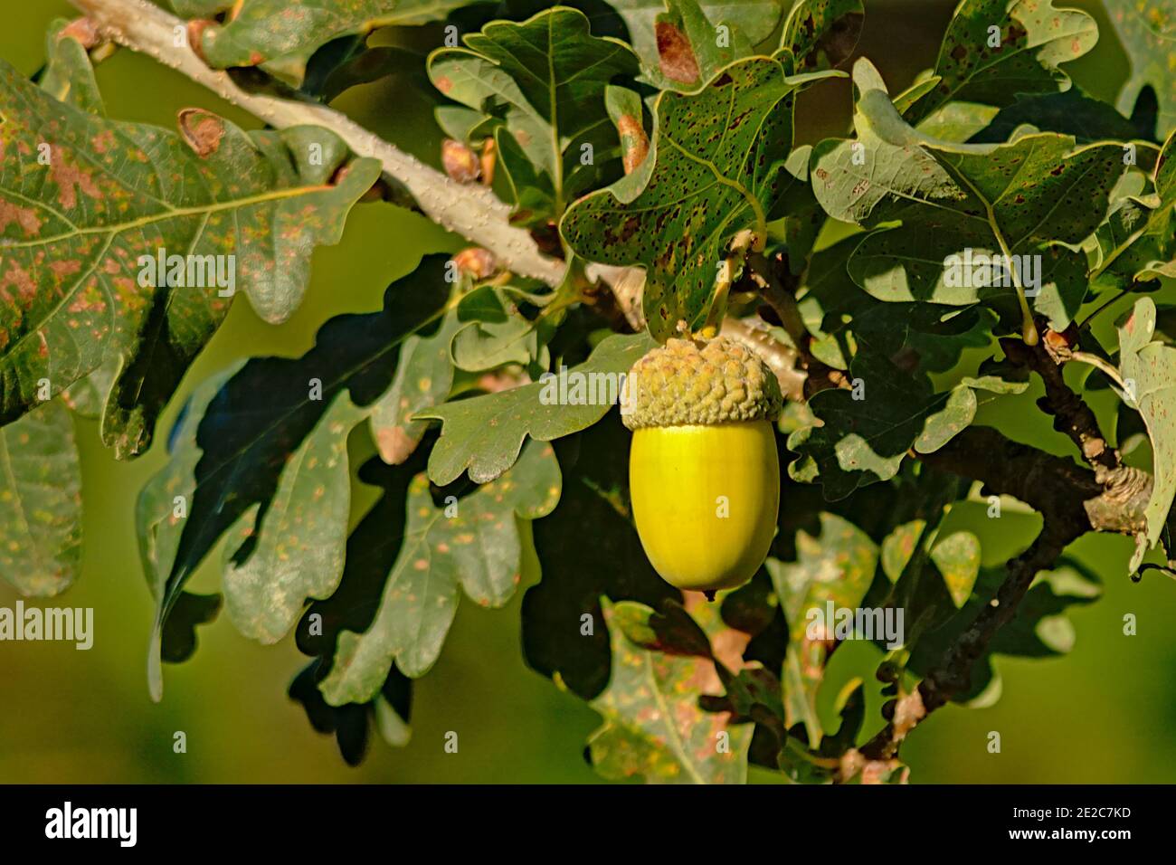Green acorn nut and leafs on the branch of a tree, selective focus Stock Photo