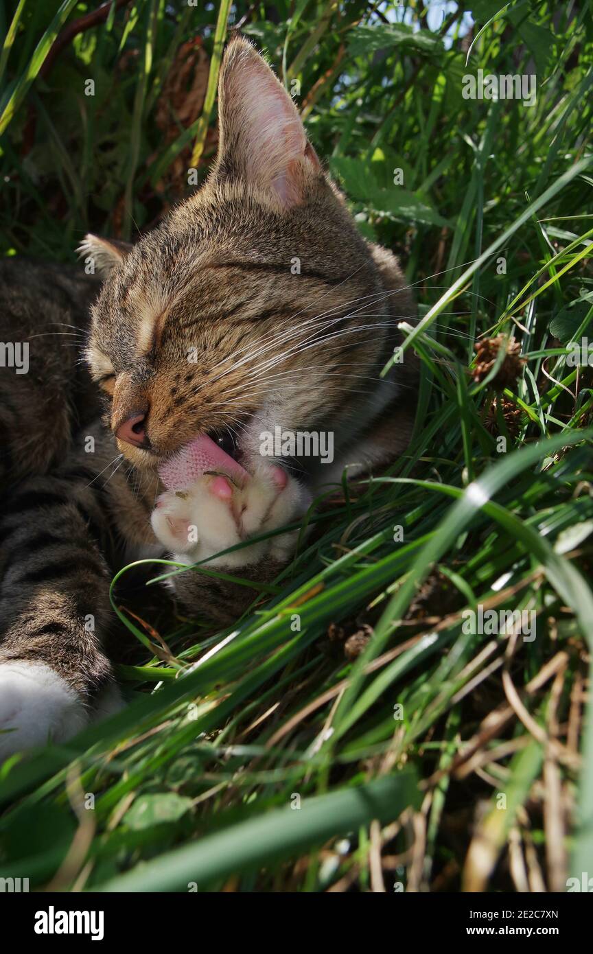 Tabby cat sitting in long grass Stock Photo