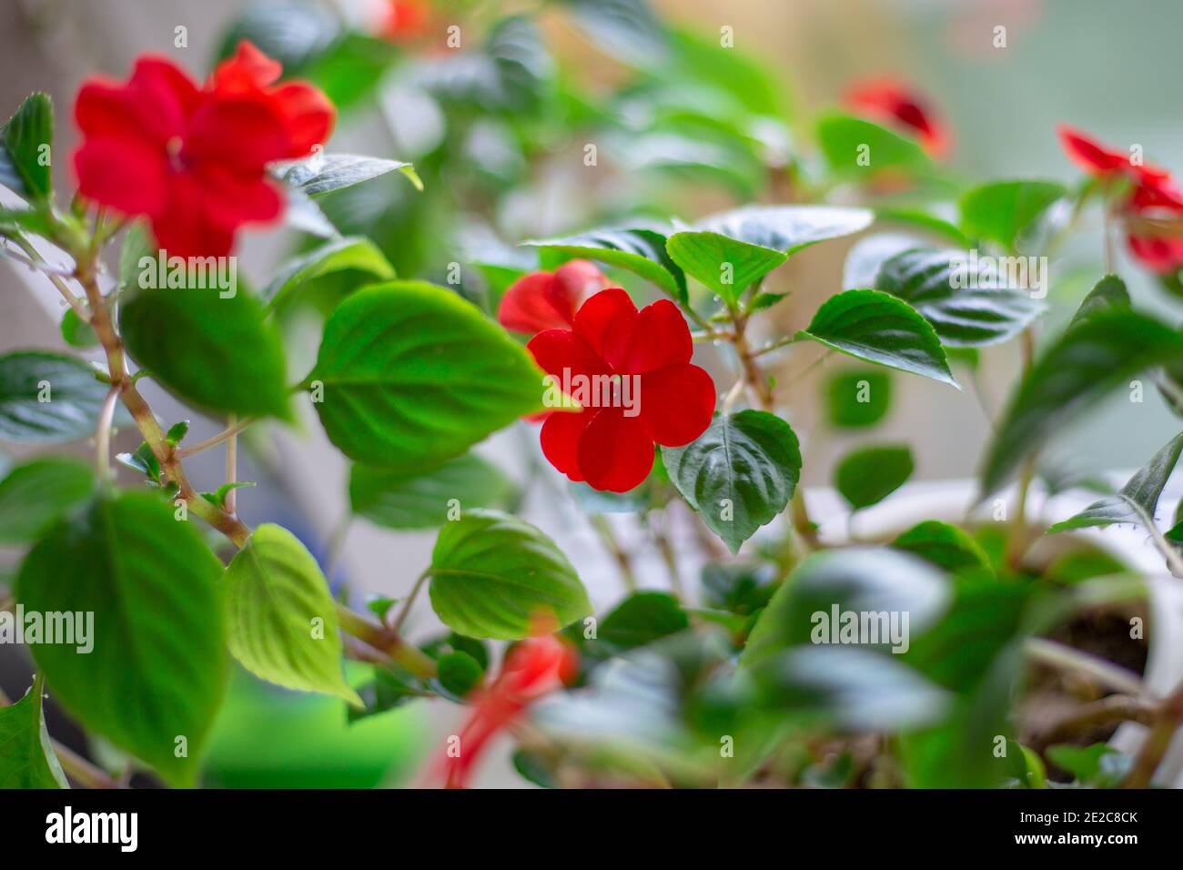 home flower with red bright blossoming flowers, the name of Vanka is wet, Impatiens, unpretentious plants Stock Photo