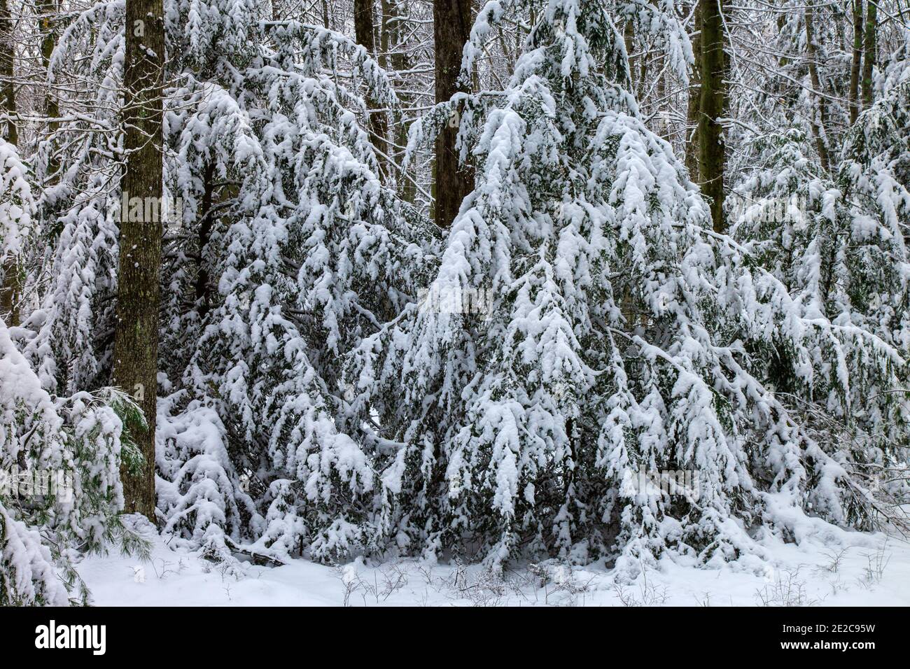 A fresh snowfall blankets the forest at Promised Land State Park, Pennsylvania Stock Photo