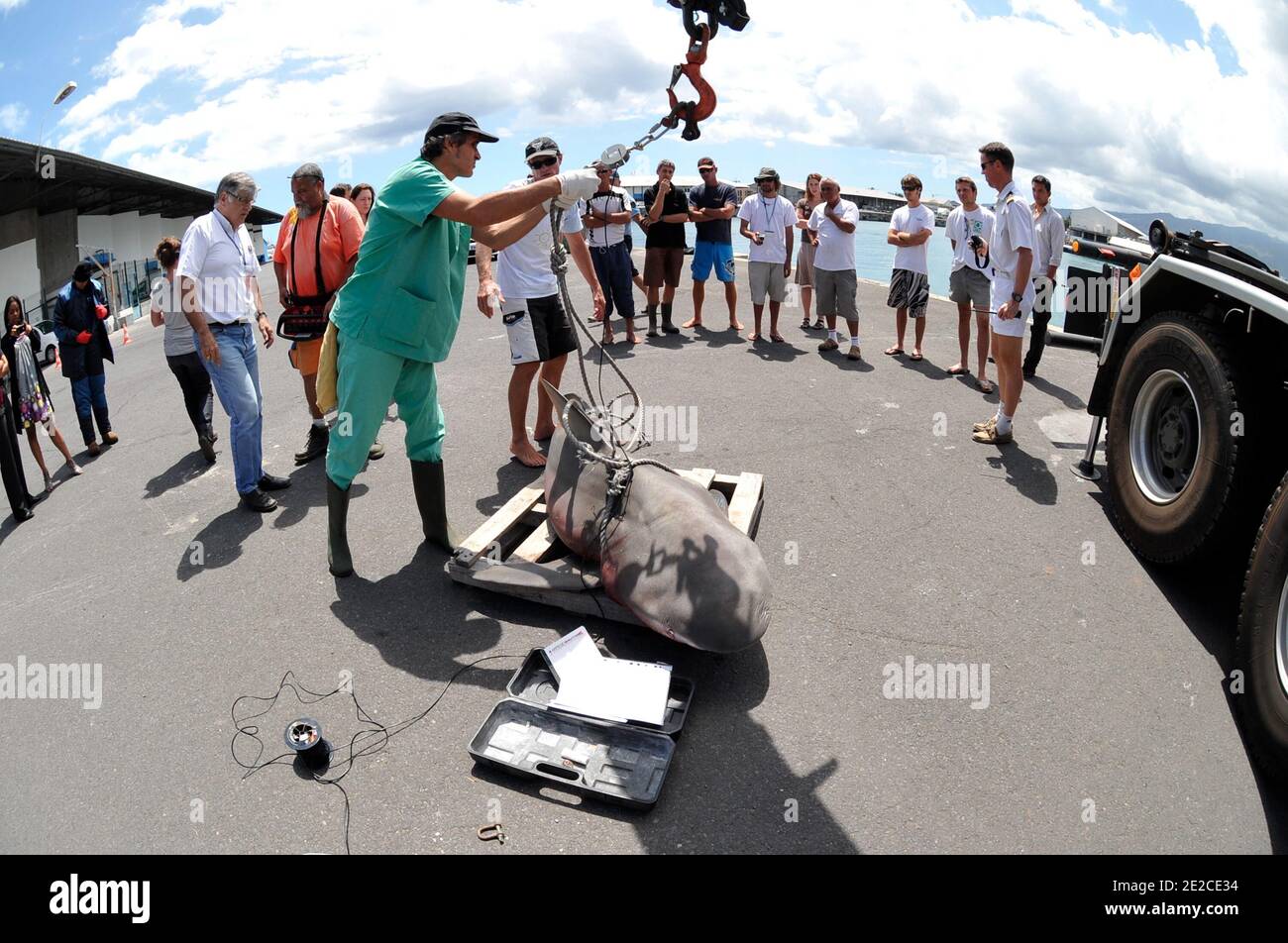 The shark, of 156 kg and 1m50 long, was captured by fishermen after the prefect Michel Lalande had asked for a report sampling conditions concerning the dangerous unprotected species of sharks, following the death on September 19, 2011 of former bodyboarding champion Mathieu Schiller who was victim of a shark attack in French overseas department La Reunion, France on September 29, 2011. Photo by Serge Leplege/ABACAPRESS.COM Stock Photo