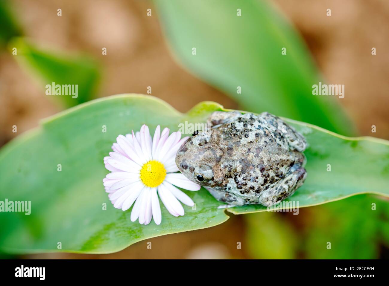 Dumpy Frogs Sitting on a Flower.Beautiful summer card.Pest in the garden Stock Photo