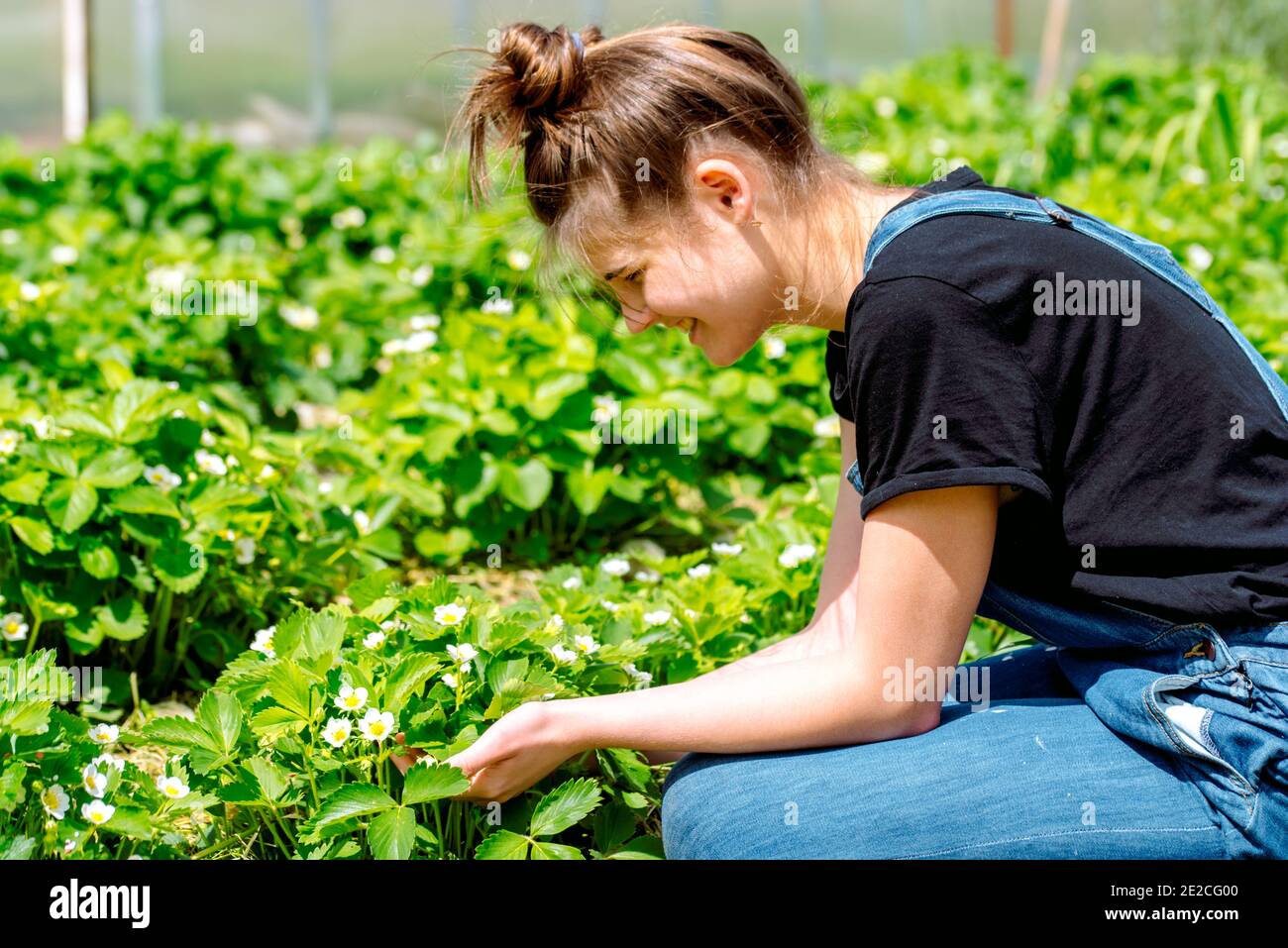 Farmer giving granulated fertilizer to young strawberry plants. Hand
