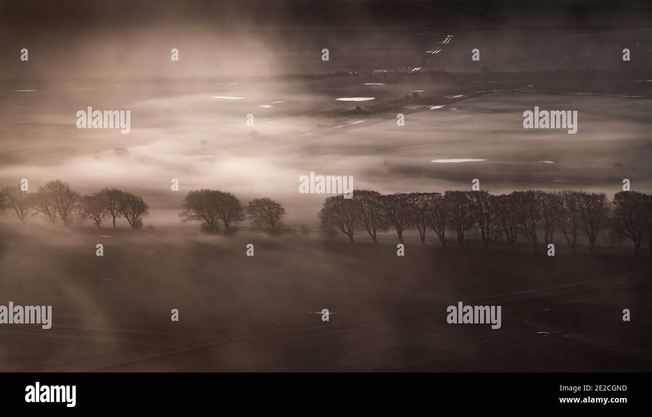 Aerial view of a line of beech trees in the mist, near Loch Leven, Kinross-shire, Scotland. Stock Photo