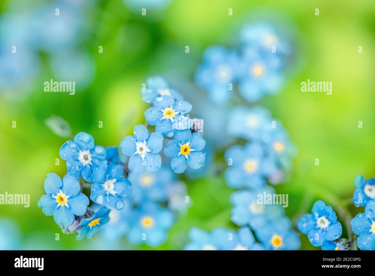 forget me not.forget-me-not macro. Violet blue blur background. Summer Spring card. Stock Photo