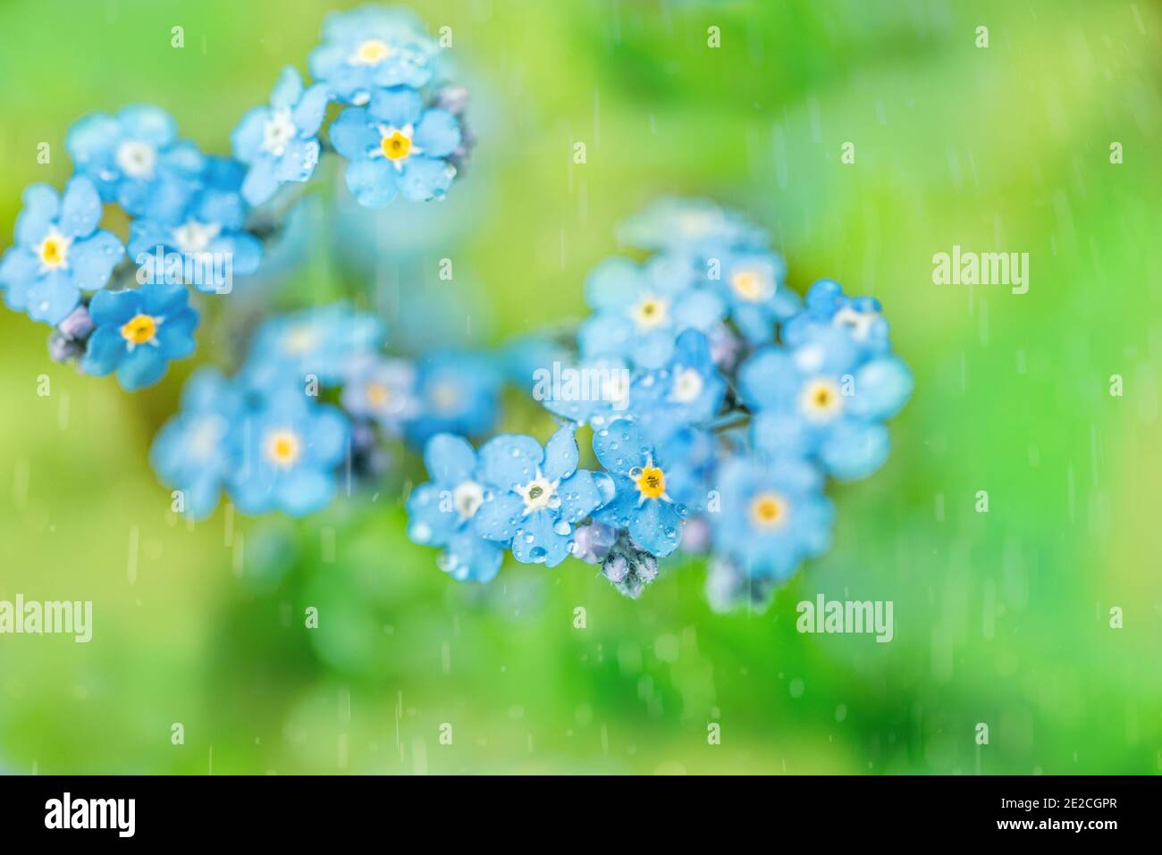 forget me not.forget-me-not macro. Violet blue blur background. Summer Spring card. Stock Photo