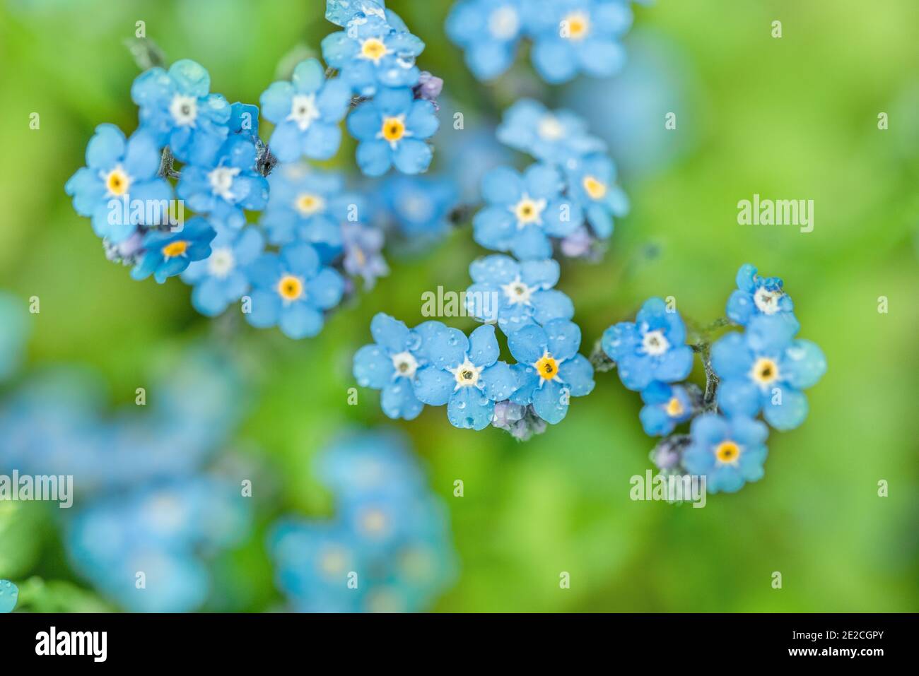 Violet blue flowers. summer background. forget-me-nots macro. raindrops and dew on the petals. one dandelion seeds.Beautiful summer spring card Stock Photo