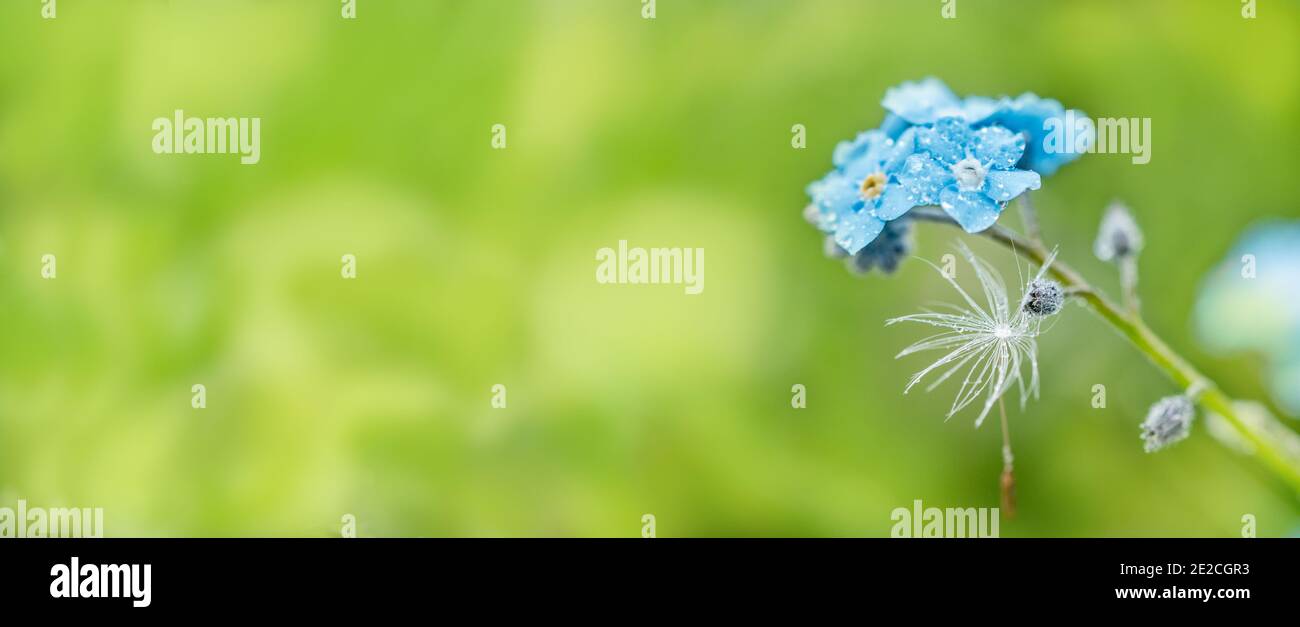 long banner Dandelion seeds. raindrops and dew.forget me not.forget-me-not macro. Violet blue blur background. Summer card. Stock Photo