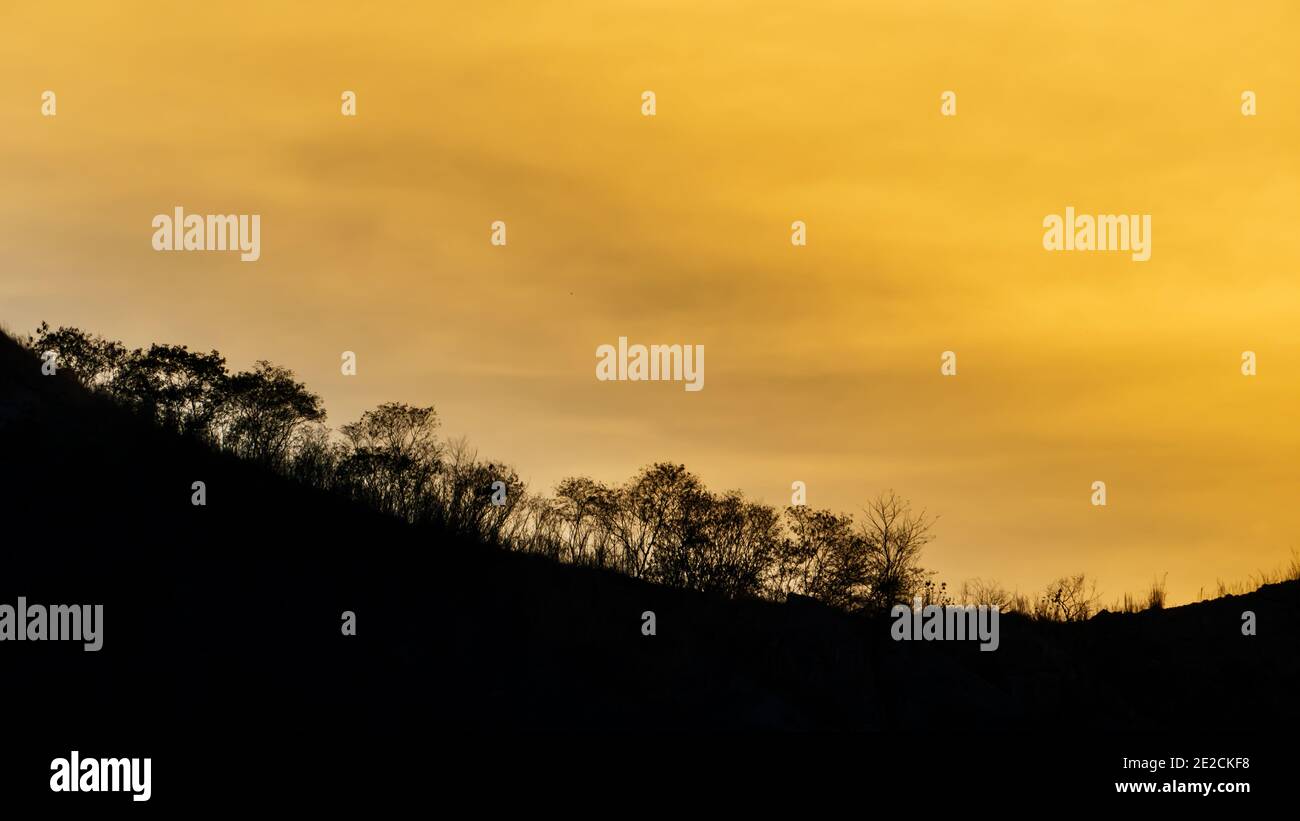 Tree silhouette on sky backgrounds after sunset. Stock Photo