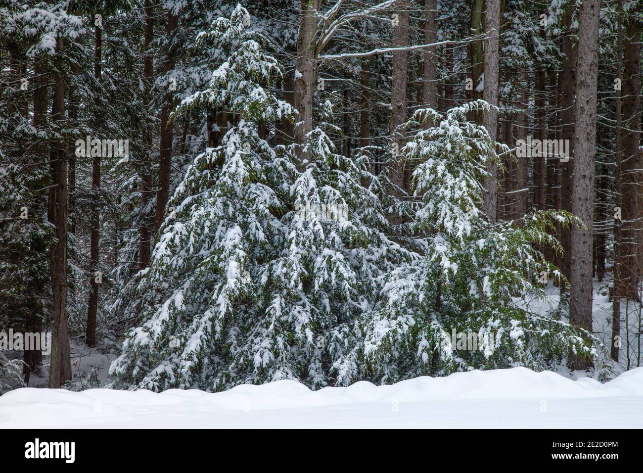 A fresh snowfall blankets the forest at Promised Land State Park, Pennsylvania Stock Photo