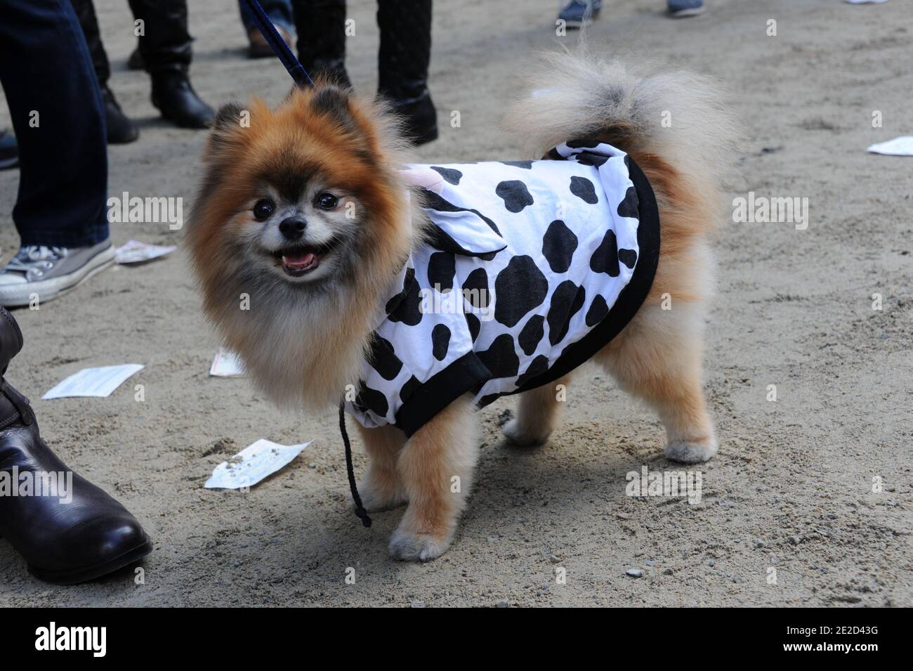 PHOTOS: Canine Promenade 2013 - 3rd Annual Dog Costume Contest and Parade  at the Esplanade