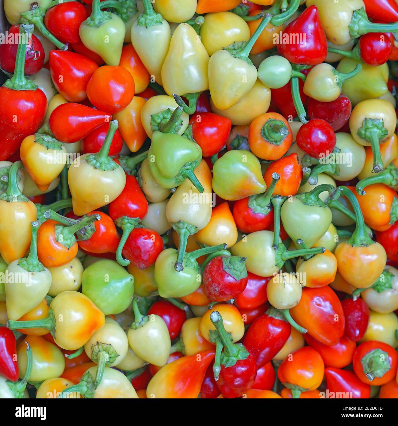 Bunch hot peppers farmers hi-res stock photography and images - Alamy