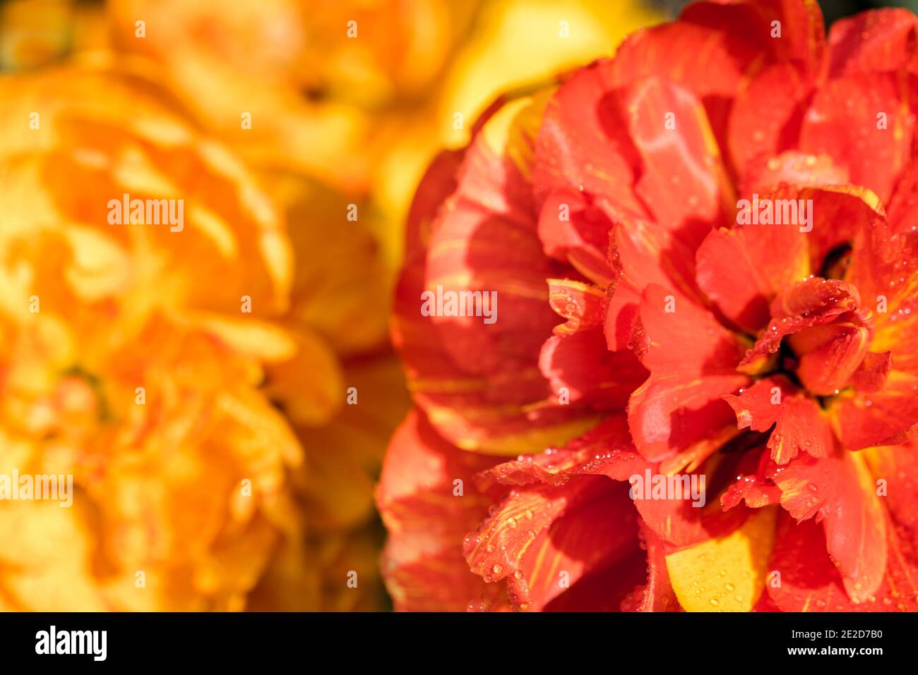 two fluffy tulips. Bright orange-red flower close up.Abstract red background from tulip petals and roses. Blur blur background. Beautiful summer card. Stock Photo