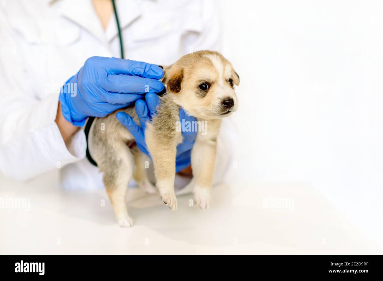 Vet Checking The Heart Rate Of Puppy Examination Of A Pet With A Stethoscope In A Vet Clinic On White Background Stock Photo Alamy