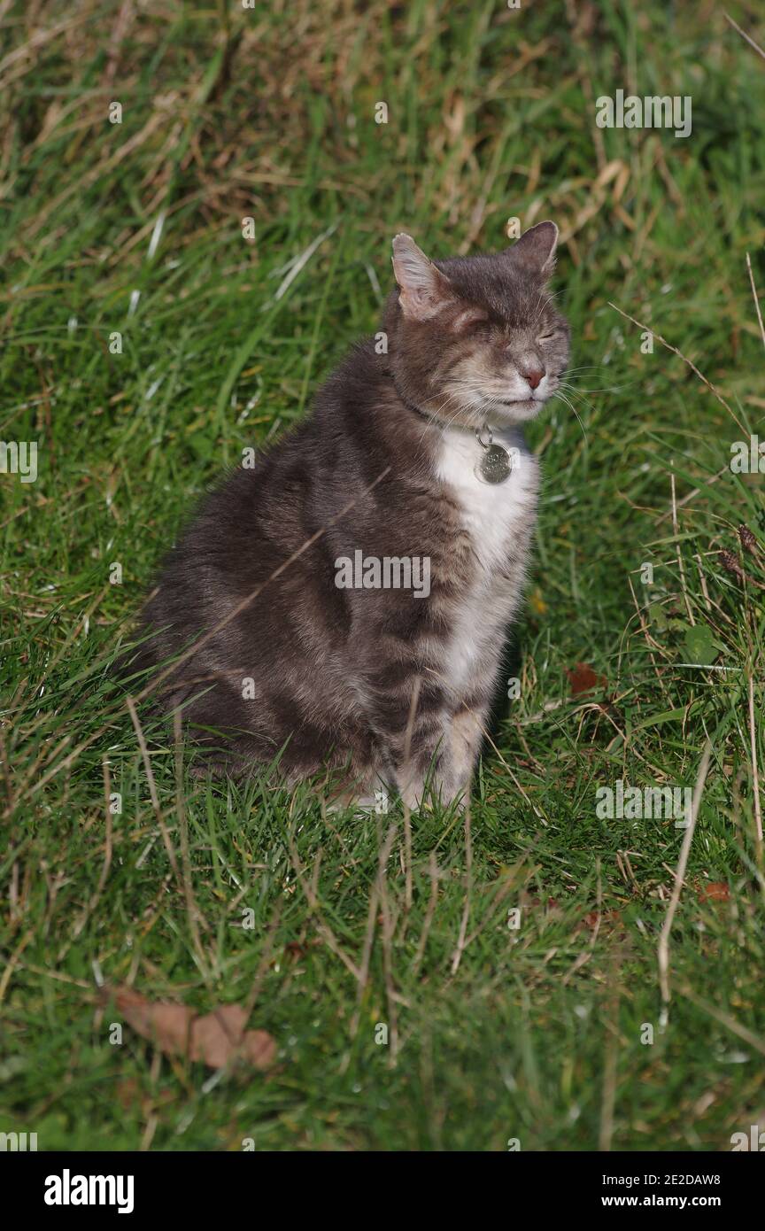 Oneeye cat in garden Stock Photo Alamy