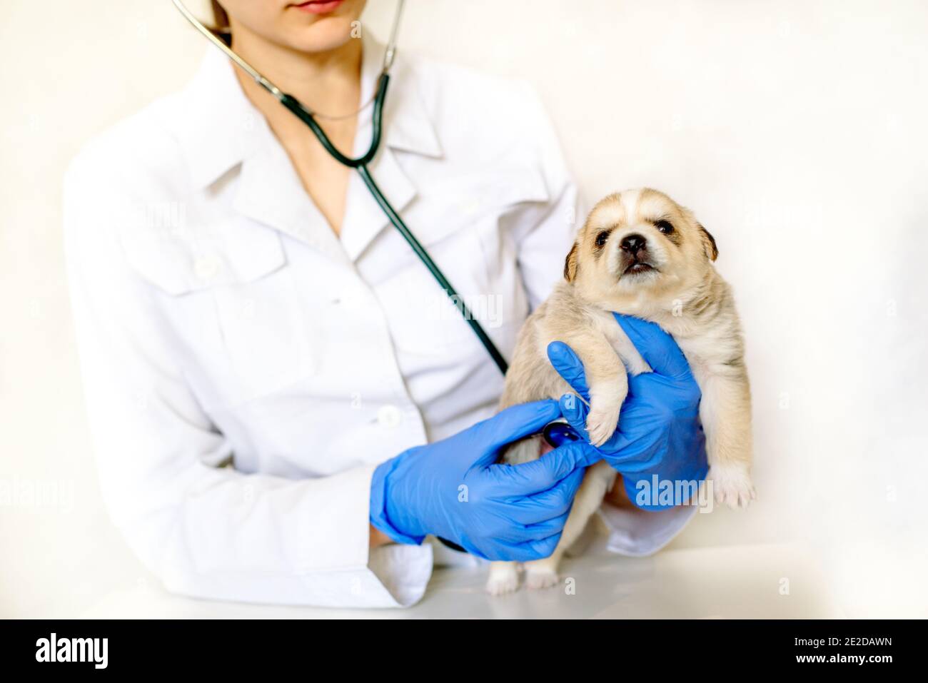 Smiling veterinarian examining a cute dog in medical office.Pet care in veterinary clinic. Hands of a young specialist.Mongrel, purebred dog Stock Photo