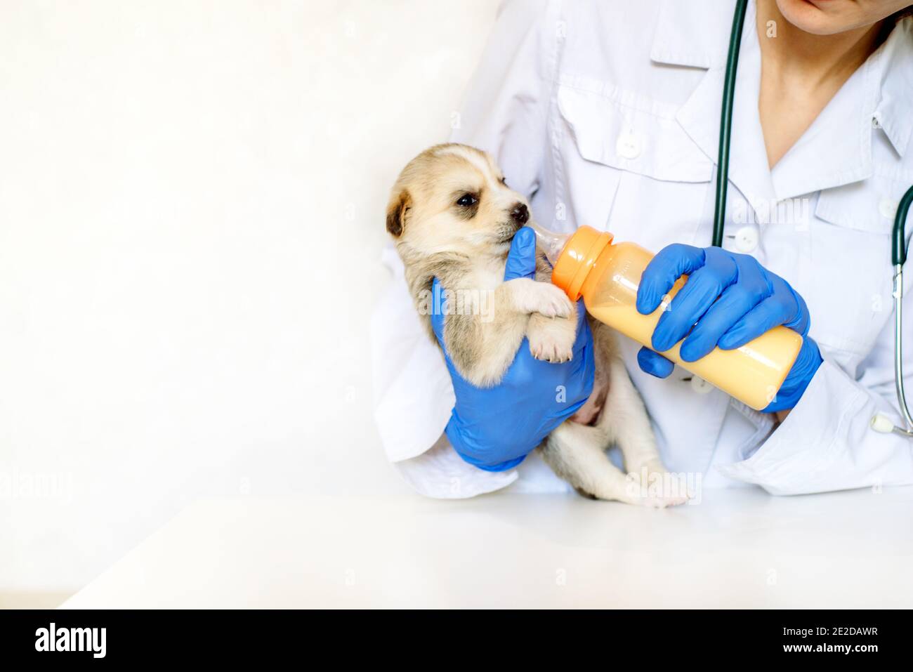 When Should Newborn Puppies Go To The Vet
