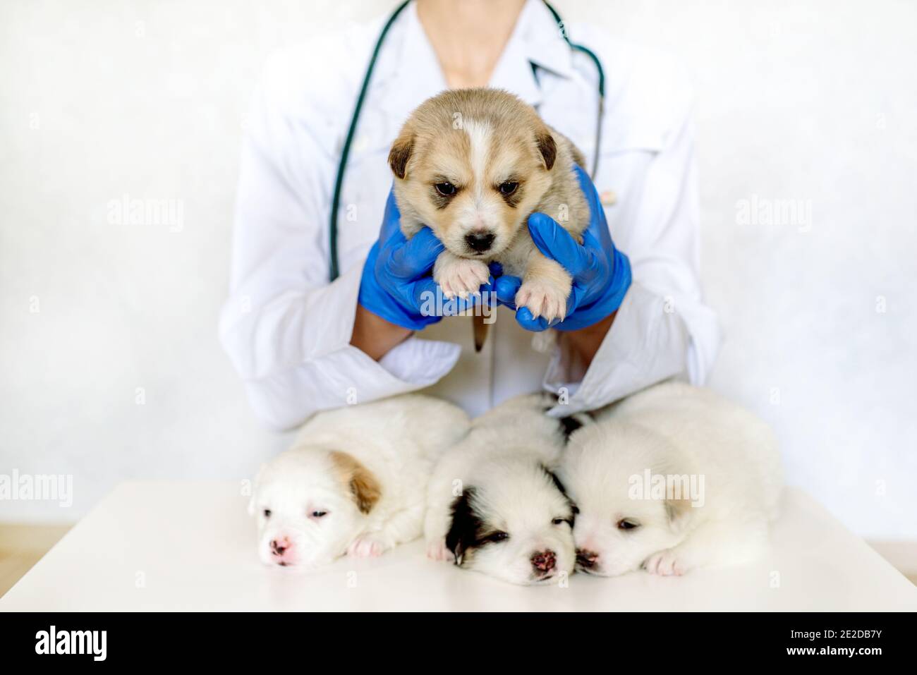 Long banner Four cute puppies in the arms of a vet doctor. examined in the clinic, vaccine and prevention.Newborn domestic pet Stock Photo