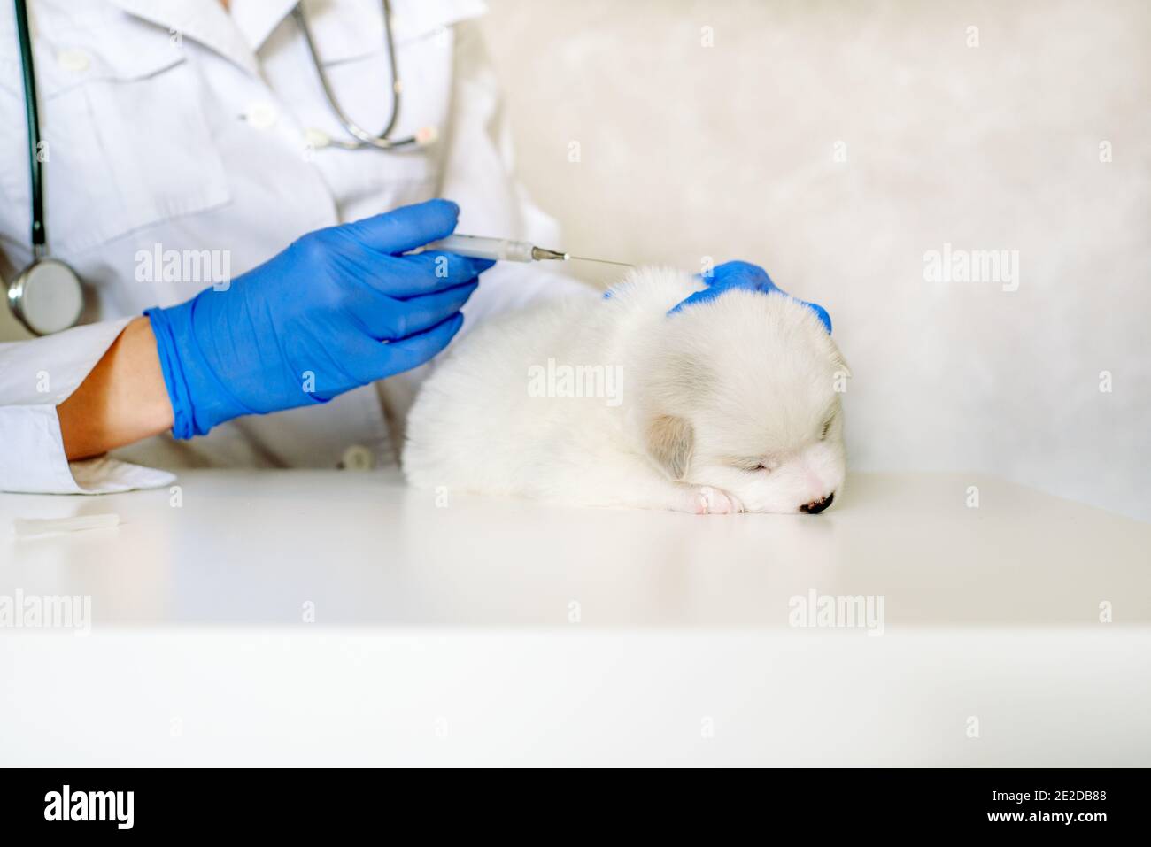 Cute white puppy at the reception at the vet, vaccination in the clinic. examination and consultation of a doctor Stock Photo