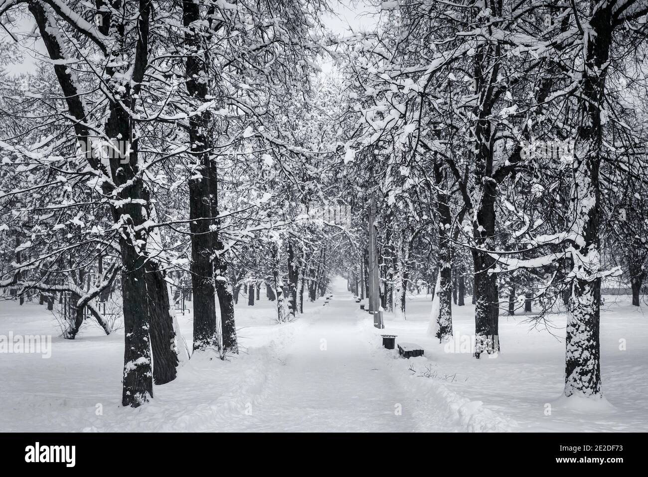Winter in the city park. Snow alleys Stock Photo - Alamy