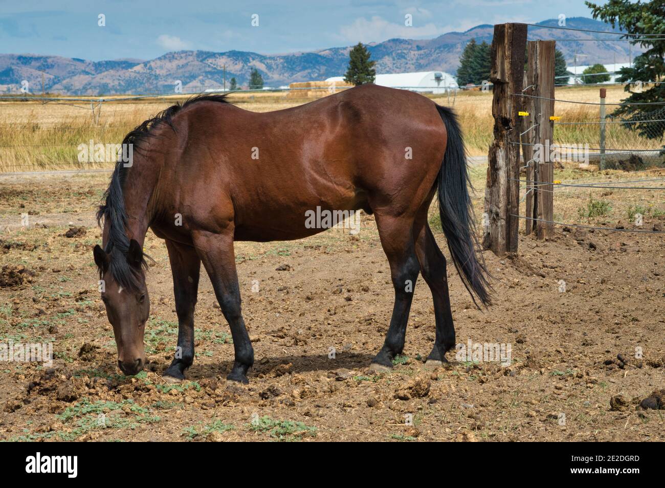 Horse head down hires stock photography and images Alamy