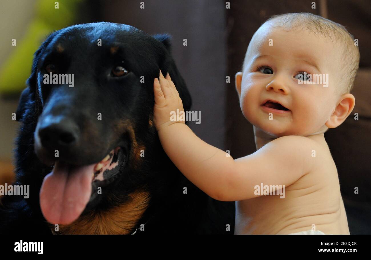 Dog herding child hires stock photography and images Alamy