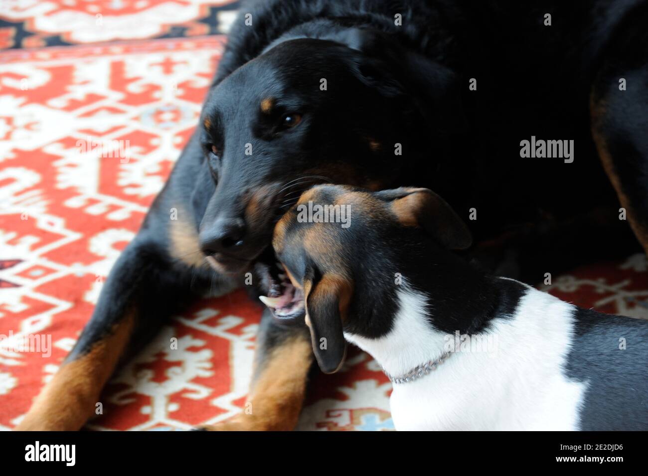 Sheepdogs ' beauceron' and Jack Russell puppy. The Beauceron is a guard dog  and herding dog breed falling into the working dog category whose origins  lie in the plains of Northern France.