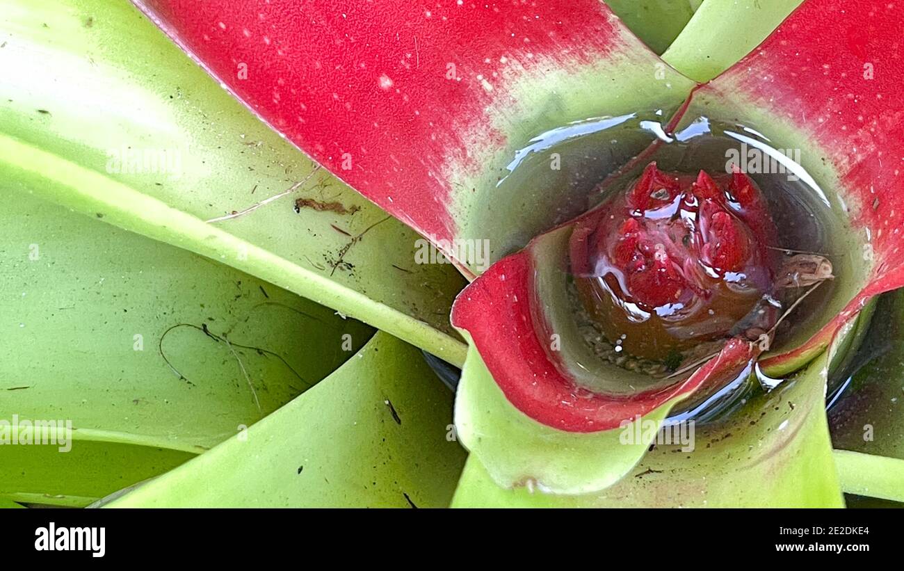 A macro view of a bromeliad plant that is attached to a tree in a botanical garden. Stock Photo