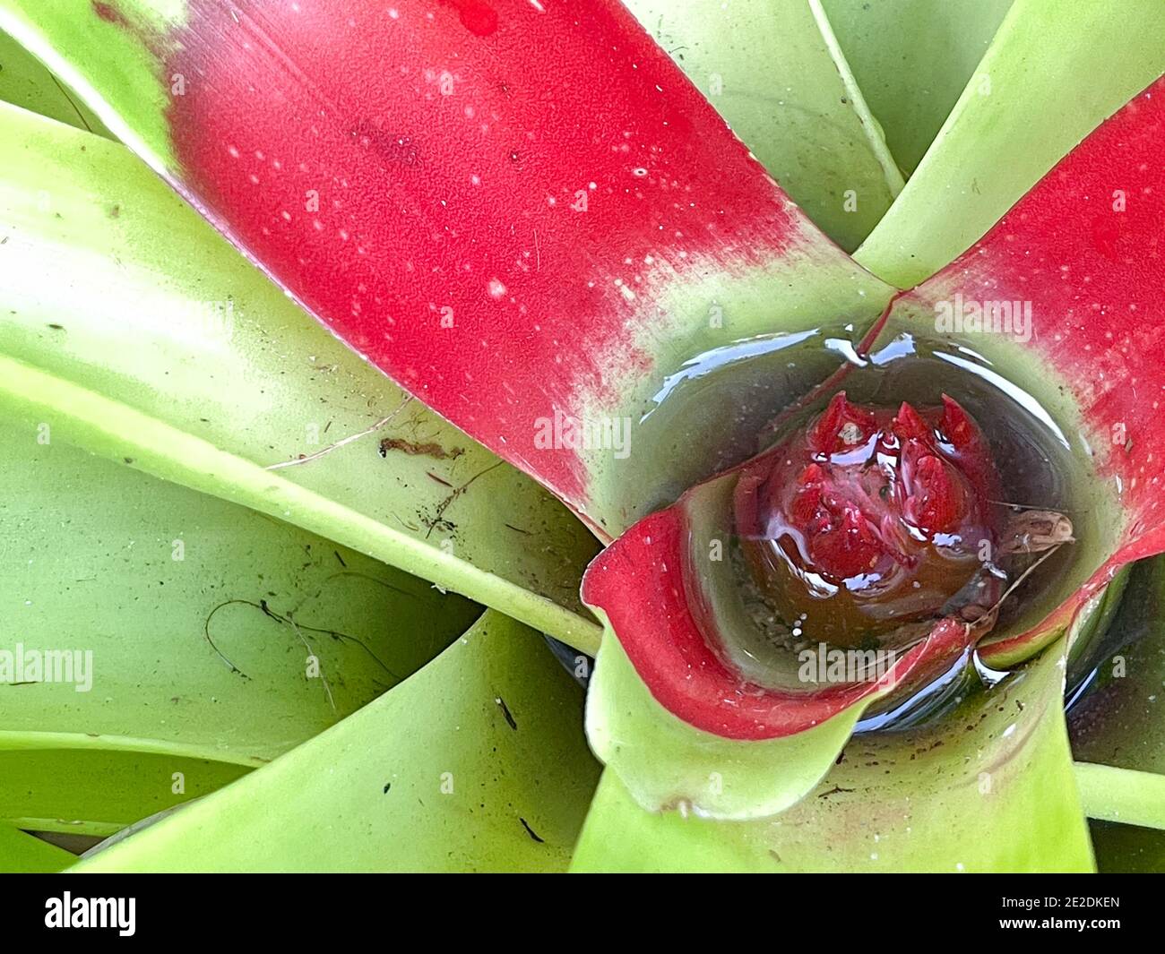 A macro view of a bromeliad plant that is attached to a tree in a botanical garden. Stock Photo