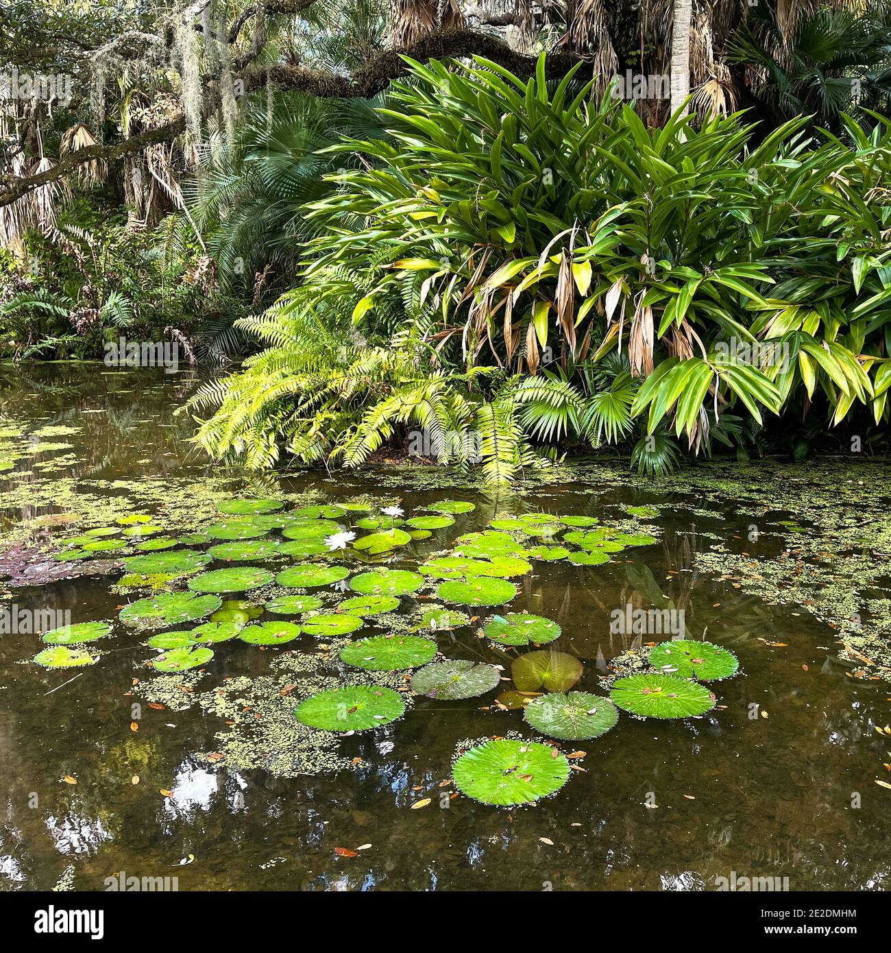 Tropical water pond with water lillies in a botanical garden in Vero Beach, Florida. Stock Photo