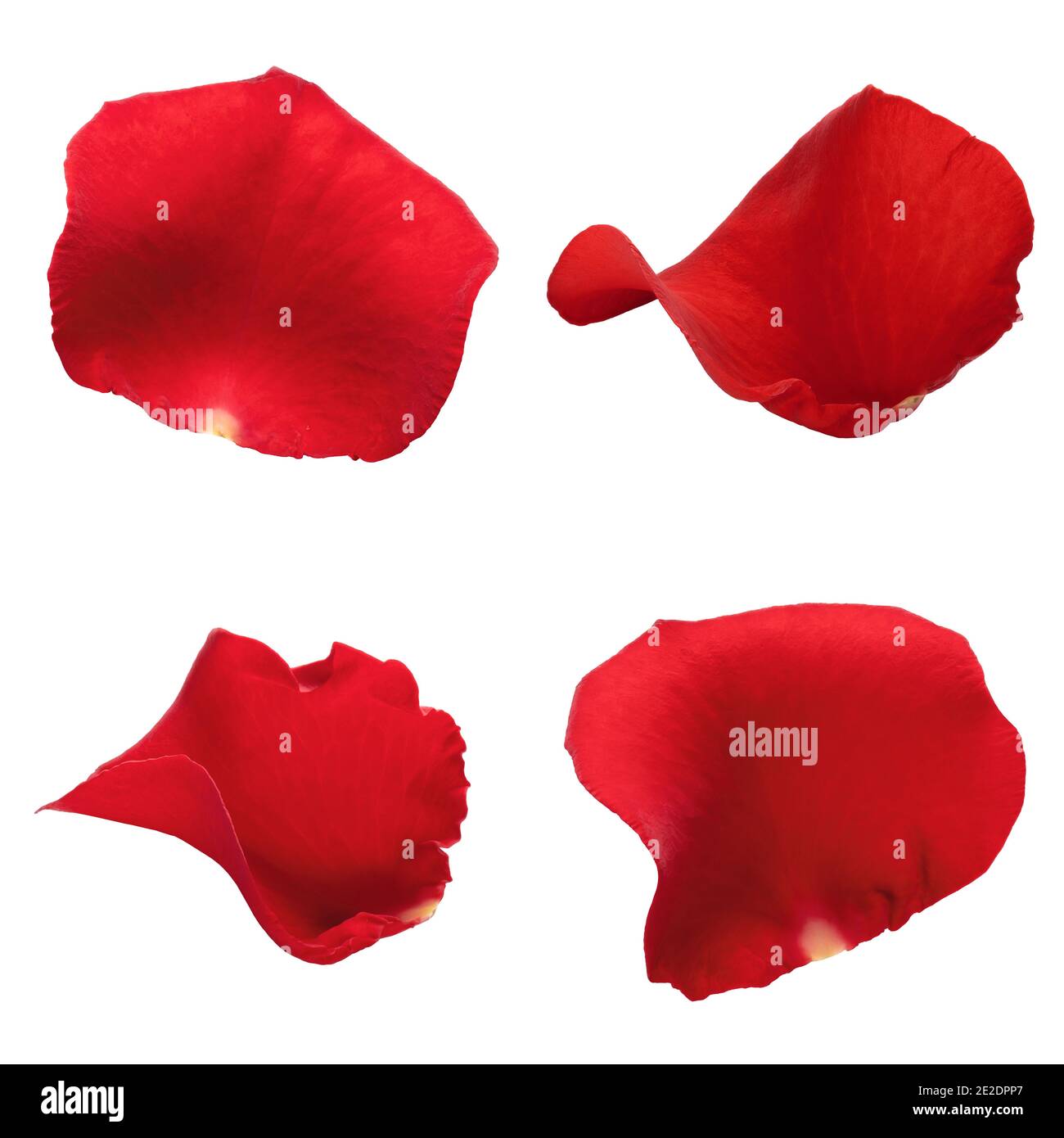 Set of red rose petals isolated on white background Stock Photo - Alamy