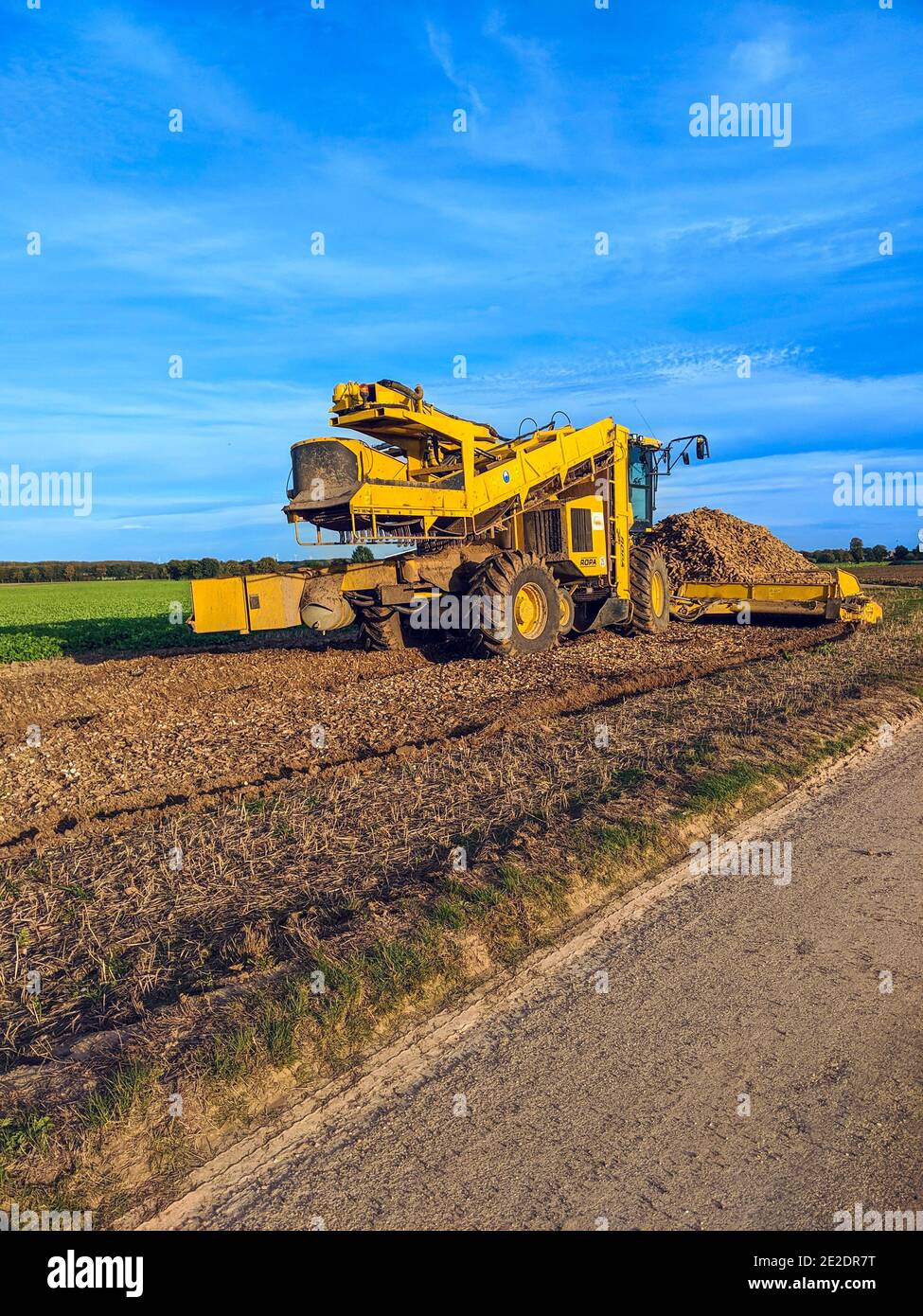 A farmer harvesting sugar beet using a specialised sugarbeet harvester in an agricultural field. Beet farming in Germany. Stock Photo