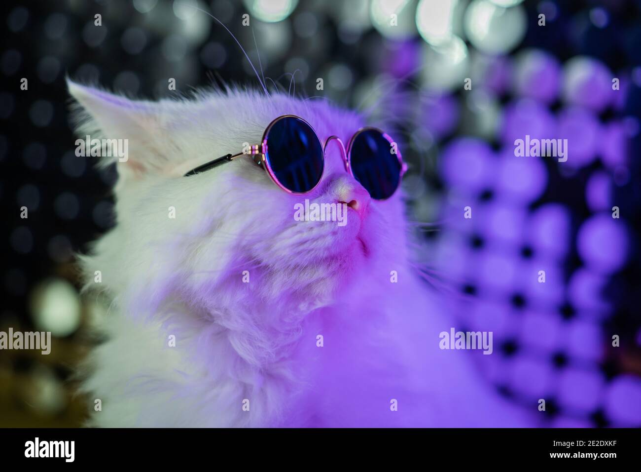 Luxurious domestic kitty in glasses poses on purple  of  white furry cat in fashion eyeglasses. Studio neon light Stock Photo - Alamy