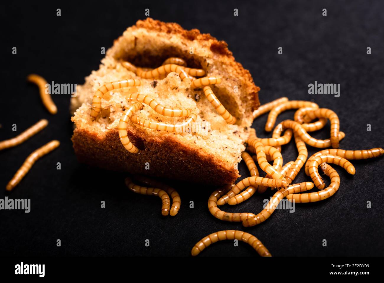Meat worms on old bread, eating it and moving, Tenebrio molitor Stock Photo