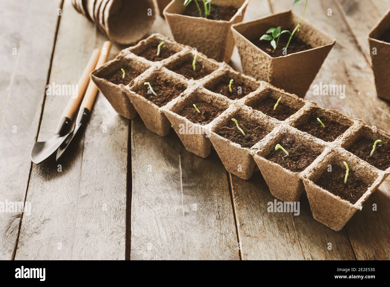 Plants seedlings in peat pots kit Stock Photo - Alamy