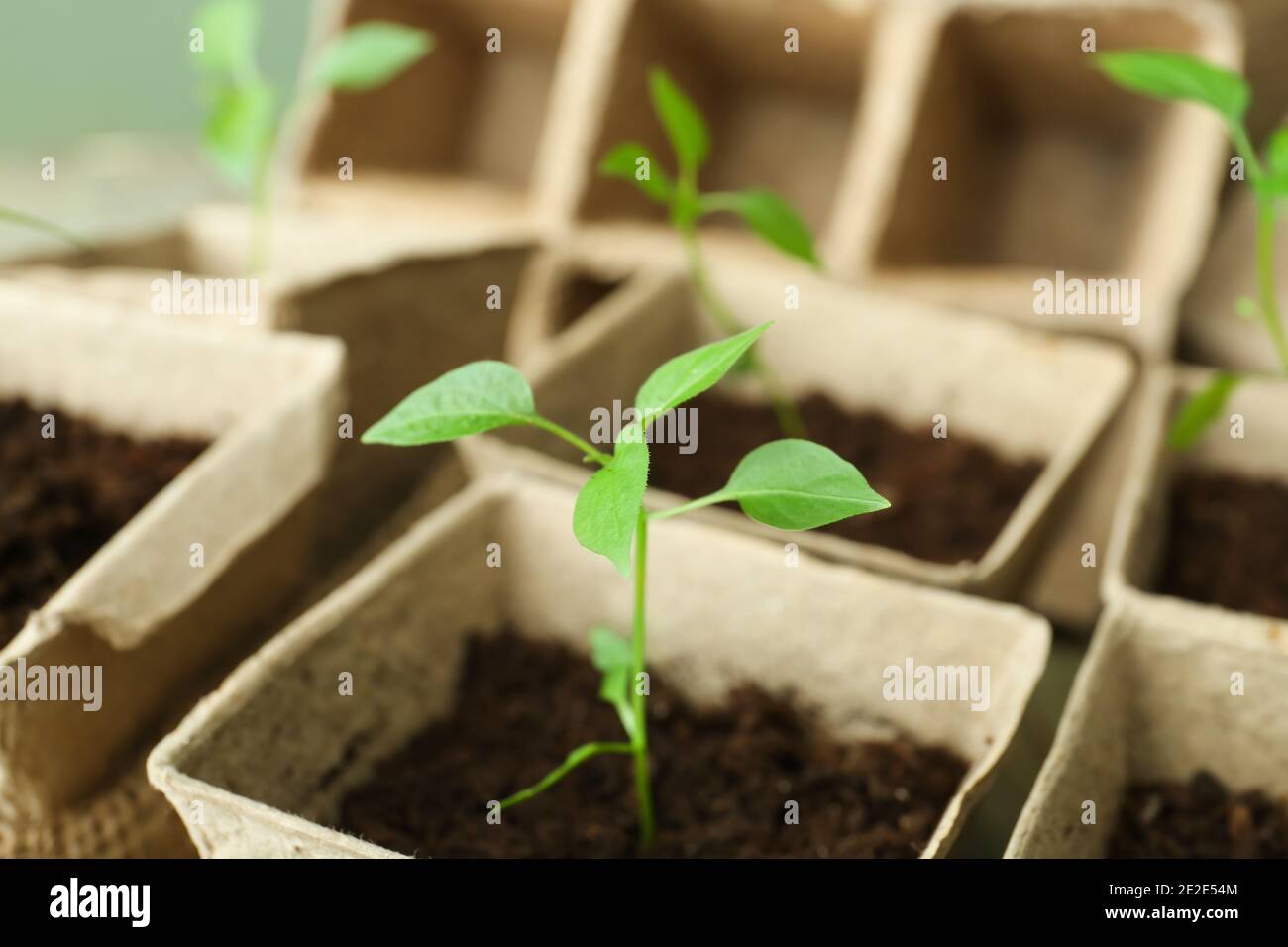 Plants seedlings in peat pots Stock Photo - Alamy