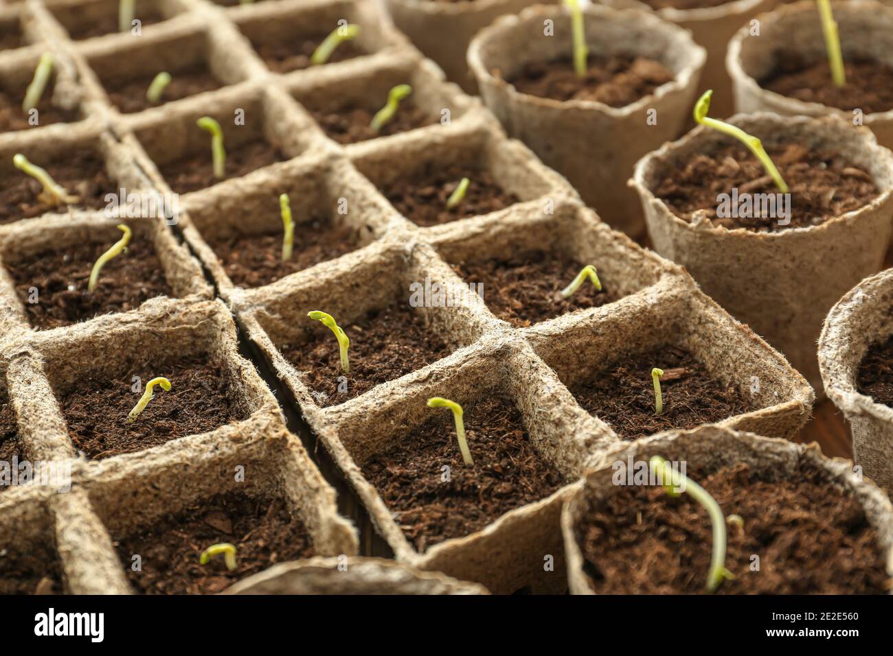 Plants seedlings in peat pots kit Stock Photo - Alamy