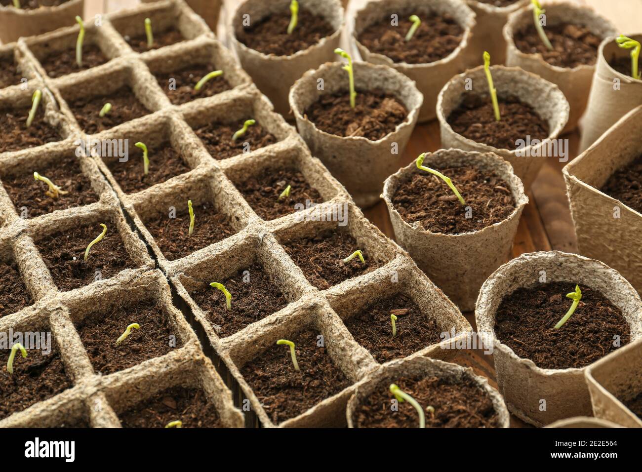 Plants seedlings in peat pots kit Stock Photo - Alamy